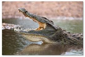 Bird Cleaning Crocodile Teeth Library Robert Harding Picture Alligator Canvas Art 19 X 12 X 2 Animals Safari Animals Dangerous Animals