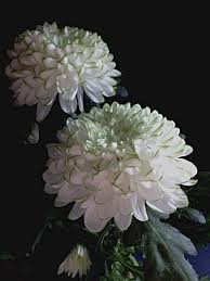 Crisantem Crisantemo Chrysanthemum Chrysanthemum Beautiful Flowers Green Flowers