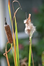 Image result for Typhaceae