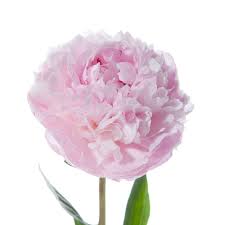 Mrs Fdr Peony Pale Pink Peonies Types Of Flowers Pink Peonies
