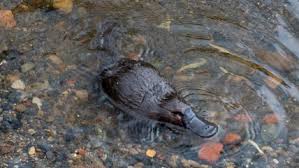Once upon a time, there was a beautiful, big blue platypus. El Ornitorrinco Se Encamina A La Extincion Por Culpa Del Cambio Climatico Cooperativa Cl