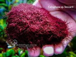 Image result for Polystachya caloglossa