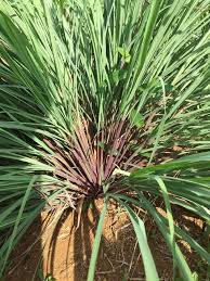 Serai wangi merupakan tanaman yang dapat tumbuh sepanjang tahun. 6 Perbedaan Serai Wangi Dan Serai Dapur Pemanfaatannya Juga Beda