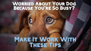Check spelling or type a new query. 22 Ways To Take Care Of A Dog Or Puppy While You Re Busy Working