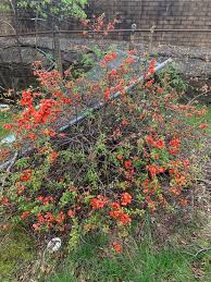 Image result for Buchnera speciosa