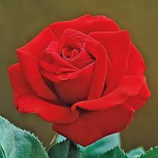 Rosa Mister Lincoln Rose Meravigliose Rosa Rossa Fiori