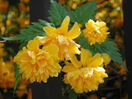Although there have been some new yellow introductions in the past few years, 'capistrano' is still. 11 Shrubs That Flower In Early Spring Flowering Bushes Yellow Flowering Shrub Early Spring Flowers