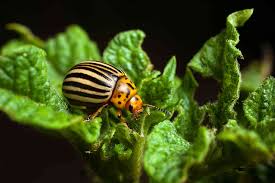 Woodlice occasionally come into houses from gardens, but they're unable to survive for long indoors unless they find a damp place to shelter. How To Control The Colorado Potato Beetle Organically