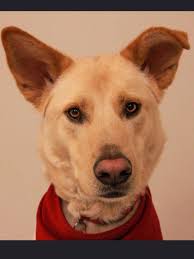 11,048 likes · 28 talking about this · 122 were here. Adopt Tucker On Petfinder German Shepherd Dogs German Shepherd Puppies I Love Dogs