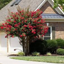 The crepe myrtles are among the most satisfactory of plants for the south: Colorama Scarlet Crape Myrtle Trees For Sale Fastgrowingtrees Com