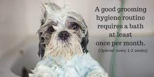 You can bathe them less frequently, but it is not recommended to bathe any less frequently than every three months. How Often Should I Bathe My Dog Washpaw Nashville Grooming Self Serve Dog Wash