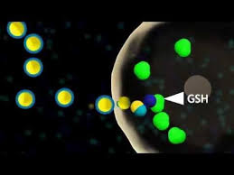 How Does This Medical Claimed Natural Product Work Inside Our Bodies To Build Up Our Glutathione Levels Glutath Medical Claims Oxidative Stress Glutathione