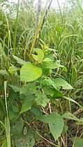 Image result for Vernonia kirungae