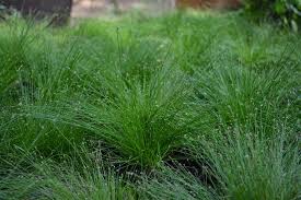 Image result for Isolepis prolifera