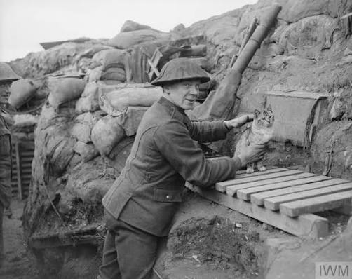 Animals and the First World War | Imperial War Museums