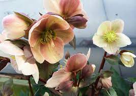 We did not find results for: 15 Shade Loving Plants For Your Cutting Garden Lovenfresh