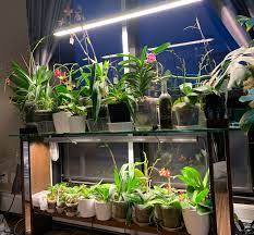 Check spelling or type a new query. Growing Orchids Under Led Lights Quick Grow Sunblasters Here But Not
