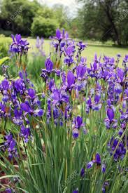 Goddess of flowers and plants. Iris Is A Genus Of Species Of Flowering Plants With Showy Flowers Stock Photo Picture And Royalty Free Image Image 80674734