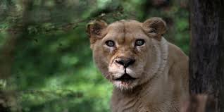 In captivity lions often breed every year, but in the wild they usually breed no more than once in two years. Cincinnati Zoo Home To Maybe The Oldest White Lions On Earth