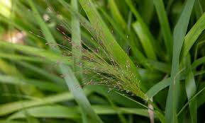 Image result for Eragrostis dinteri