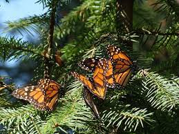 Los Santuarios De La Mariposa Monarca En Mexico Blog De Viajes Turismo En Mexico