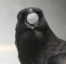 Crows And Coins Raven Bird Crow Bird Photography