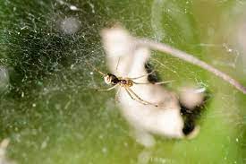 Common spiders found in canada include the wolf spider, fishing spider, cellar spider, house spider, garden spiders and jumping spiders. Money Spiders How They Travel 100 Miles To Your Home And Why We Think They Make Us Rich Somerset Live