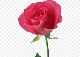 1093 113 rose flower petal love. Rose Flower Pink Wallpaper Png 462x586px Rose Blue China Rose Color Cut Flowers Download Free