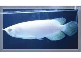 Fishes Amp Aquarium Amli Tropica Freshwater Fish For Sale Arowana Candy Basslet Golden Basslet Flowe Fish For Sale Freshwater Fish For Sale Freshwater Fish