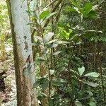 Image result for Ritchiea