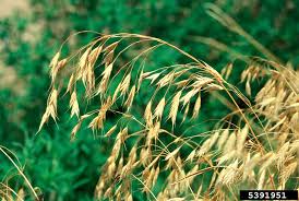 Image result for Bromus