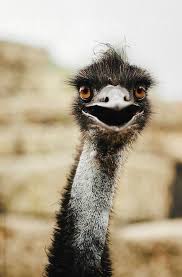 Bird That Sounds Like A Monkey Australia Ostrich Head By Stephen Morris Animals Australian Animals Pet Birds