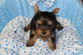I have a male yorkie puppy ready to go to his new home.he likes to play with other dogs he is really frindlyif you have any questions pls let. Yorkshire Farms West Virginia Yorkshire Terrier Breeder Yorkie Puppies