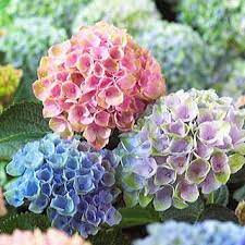 Hydrangea Everlasting Revolution Hydrangea Not Blooming Planting Hydrangeas Hydrangea Care