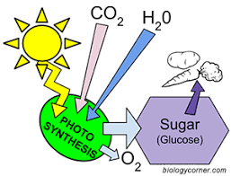 Photosynthesis coloring page that you can customize and print for kids. Photosynthesis Coloring Chemiosmosis