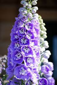 The giving of flowers as gifts to celebrate birthdays is believed to have started during the roman empire. July Flower Of The Month All Products Are Discounted Cheaper Than Retail Price Free Delivery Returns Off 75
