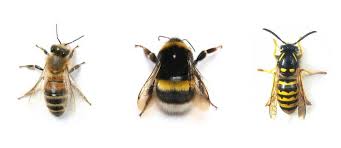 Is It A Honeybee A Bumblebee Or A Wasp Beeloved