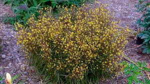 Image result for Lysimachia barbata