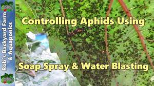 Department of agriculture plant hardiness zones 3 through 10, can impact. How To Kill Aphids Using A Natural Liquid Soap Spray Water Blasting Youtube