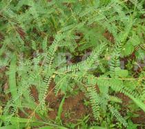 Image result for Indigofera adenoides