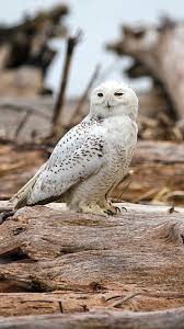 Snowy Owl Iphone Wallpaper Beautiful Snowy Owl Iphone Harry Potter Owl Wallpaper Ipad 1080x1920 Download Hd Wallpaper Wallpapertip ✓ free for commercial use ✓ high quality images. wallpapertip