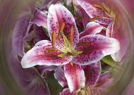 Check spelling or type a new query. 10 Household Plants That Are Dangerous To Dogs And Cats