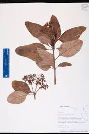 Image result for Psychotria articulata
