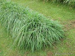 Image result for Digitaria acuminatissima