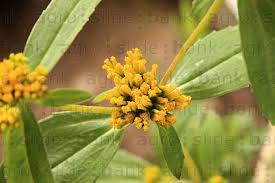 Image result for Flaveria bidentis