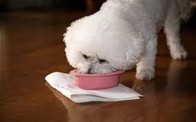 chó Bichon Frise