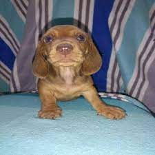 Purebred Miniature Dapple Dachshund Puppies For Sale In Witbank Clasf Animals