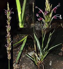 Image result for Sacciolepis indica