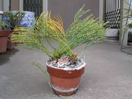 Image result for Psilotum nudum