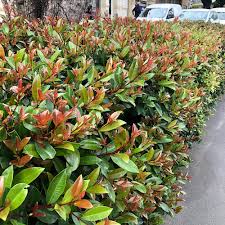 Image result for Eugenia